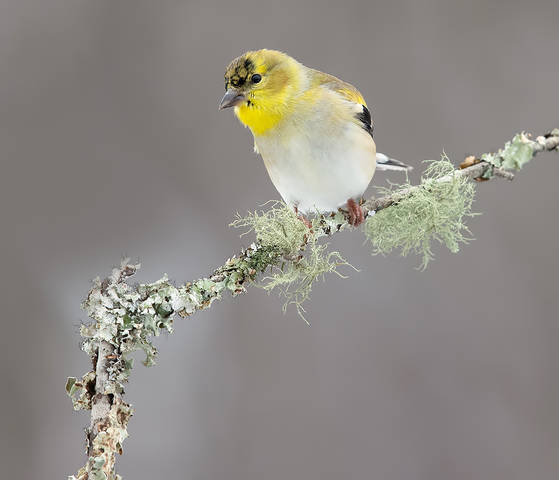 American Goldfinch - Американский чиж