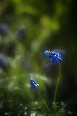 Muscari