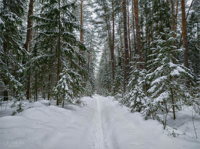 Лесною зимнею тропою