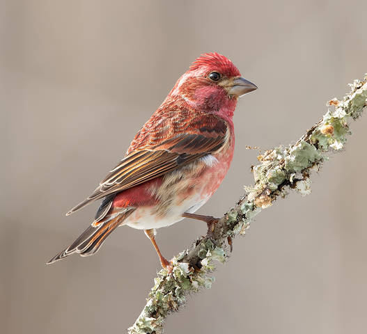Purple finch  - Пурпурная чечевица  пара