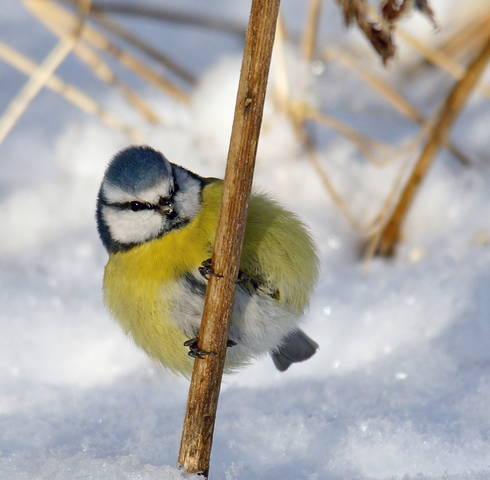 Лазоревка (Cyanistes caeruleus)