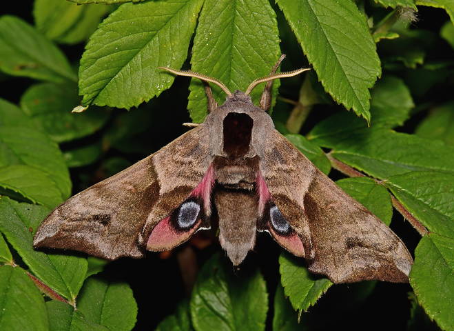 Бражник глазчатый (Smerinthus ocellatus)