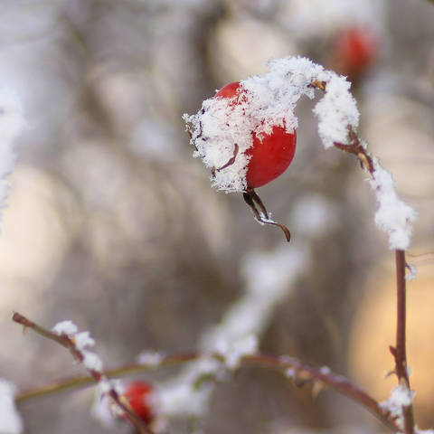 Зимний шиповник.