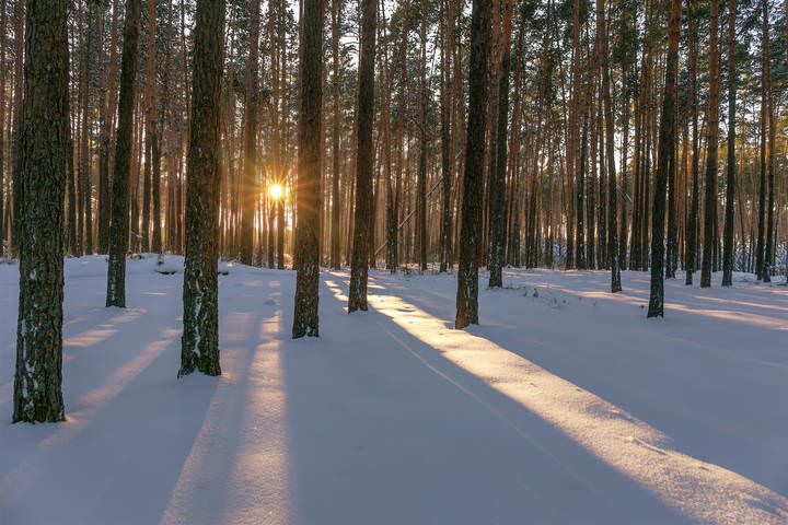 Зимний лес