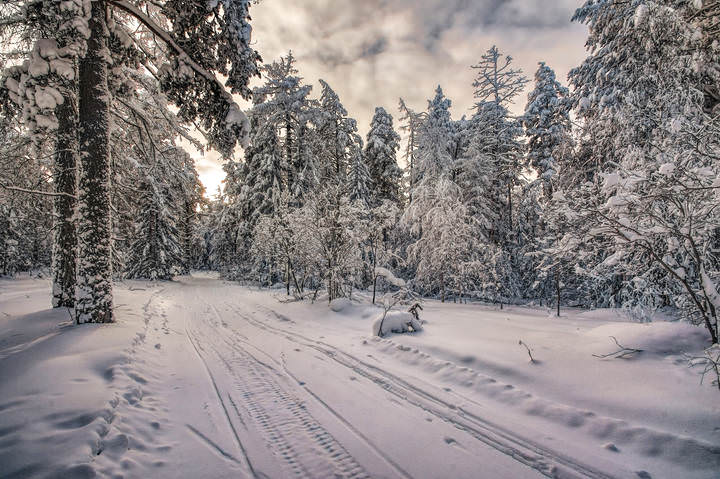 Замороженный лес