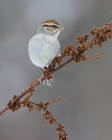 Chipping sparrow. Обыкновенная воробьиная овсянка 