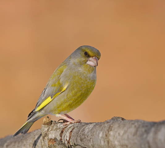 Обыкновенная зеленушка (Carduelis chloris).