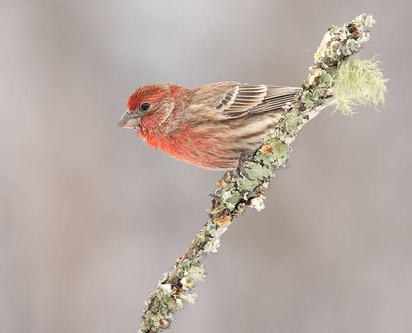 House finch - Мексиканская Чечевица