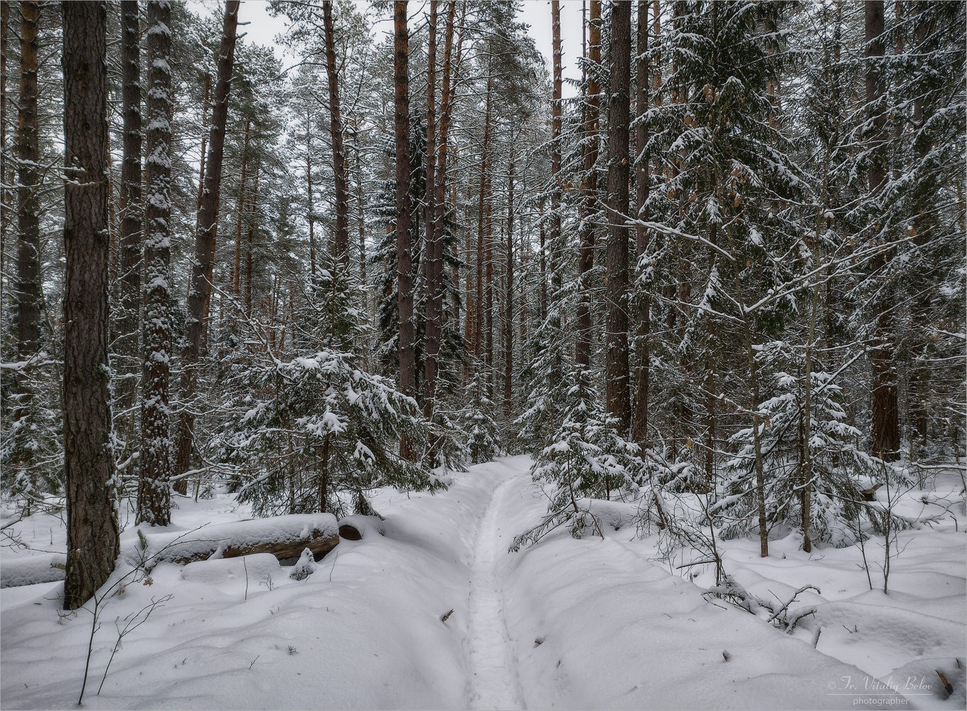 Белое убранство зимнего леса