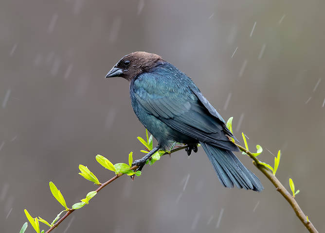 Brown-headed Cowbird - Буроголовый коровий трупиал
