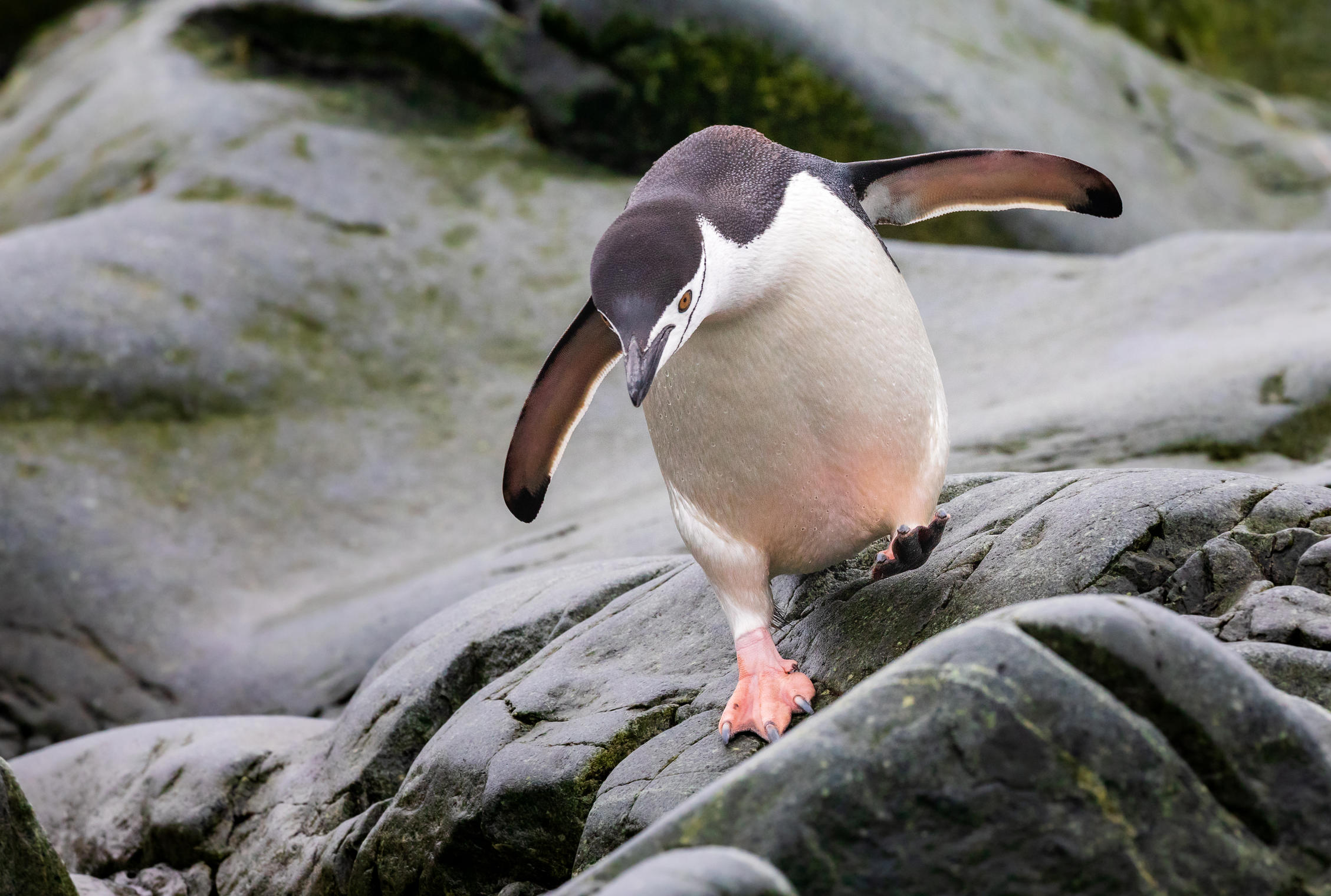 Робкий пингвин 