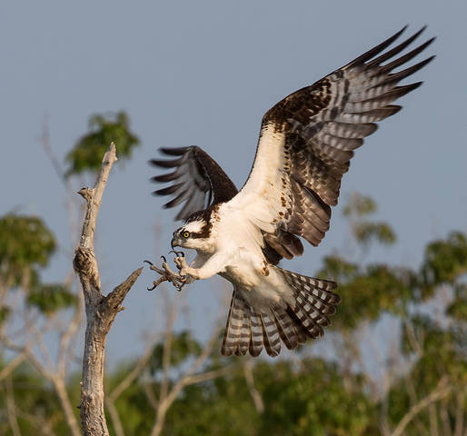 Cкопа - Osprey