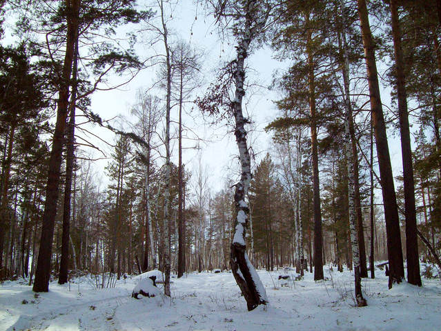 В тайге
