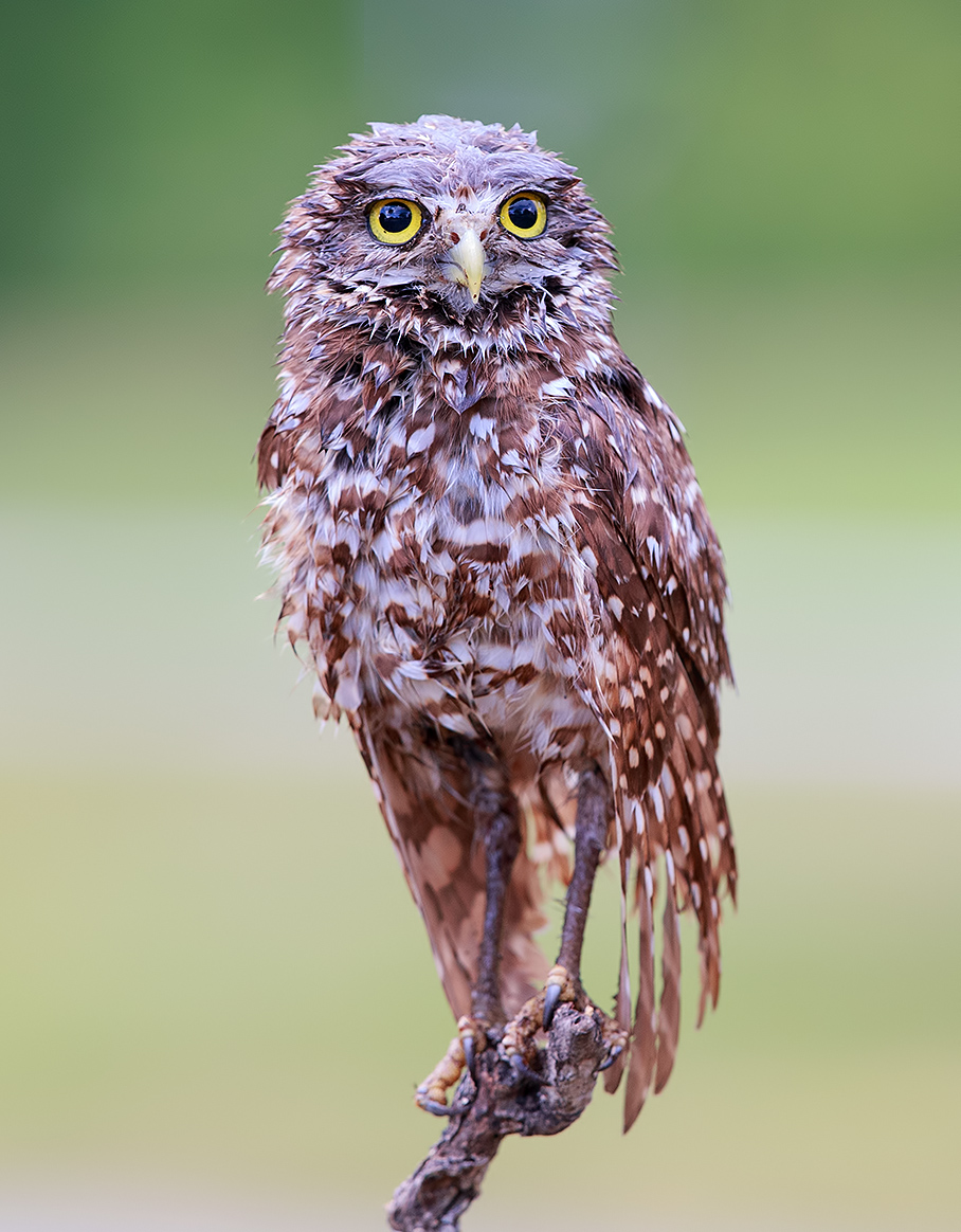 Burrowing Owl - Мокрый сыч