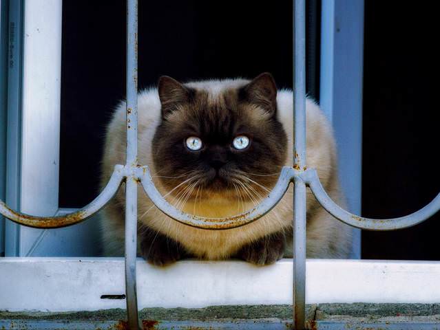 окно в мир