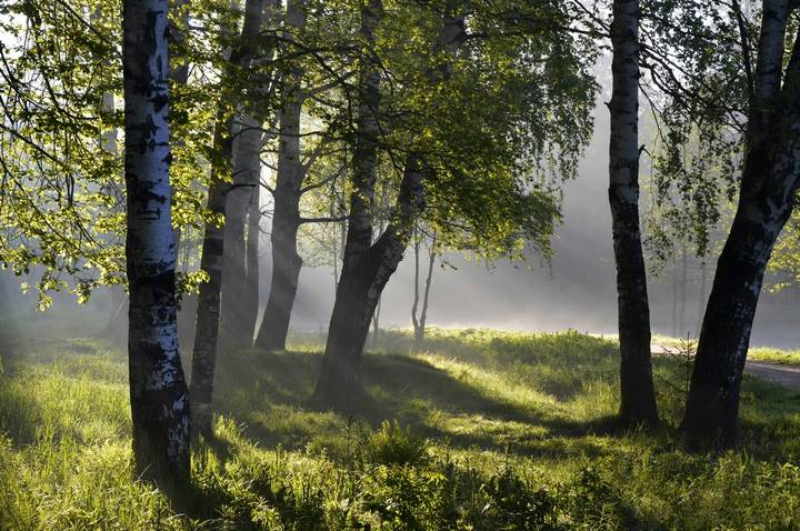 В утреннем парке.........