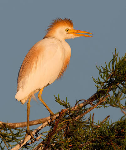 Египетская цапля -Cattle Egret