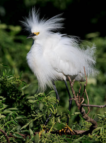 Американская белая цапля - Snowy Egret