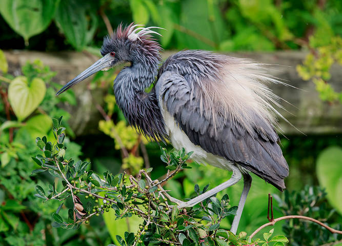 Трёхцветная цапля - Tricolored Heron