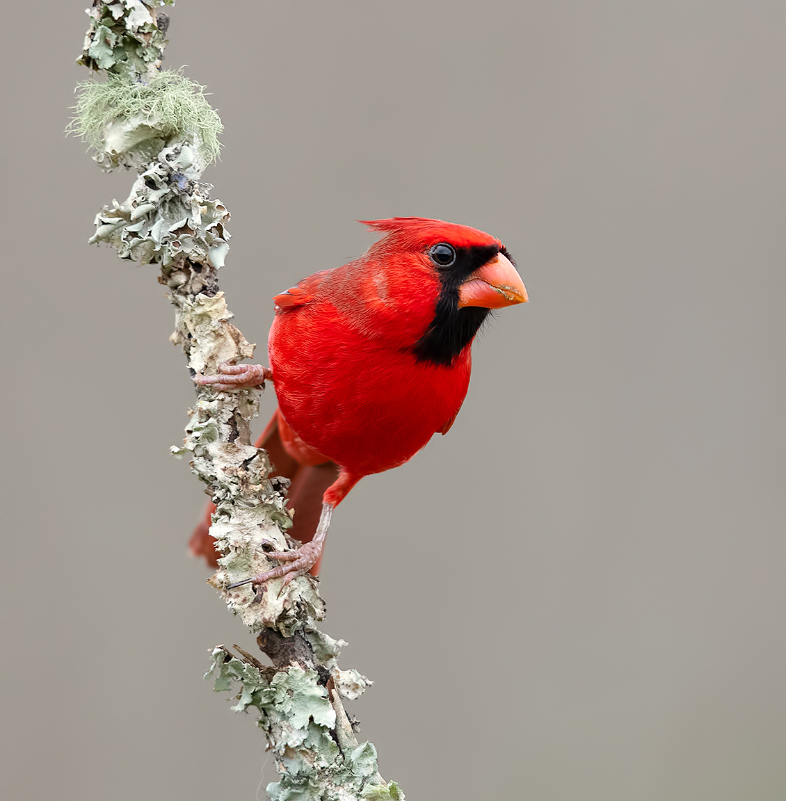 Красный кардинал самец - Northern Cardinal.