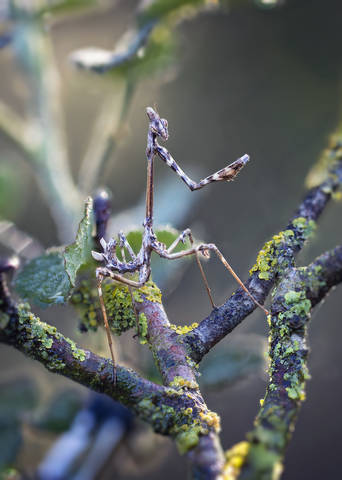 Empusa fasciata