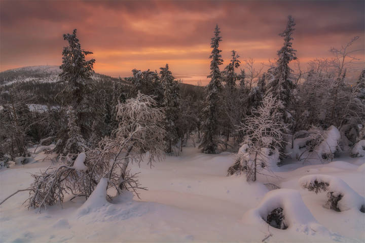 Сумерки