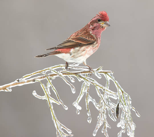 Purple finch male - Пурпурная чечевица
