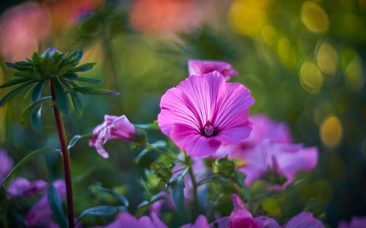 Lavatera