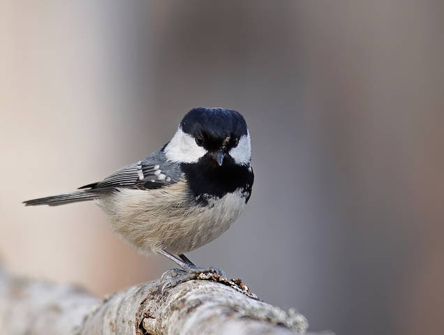 Московка, или малая синица (Parus ater)