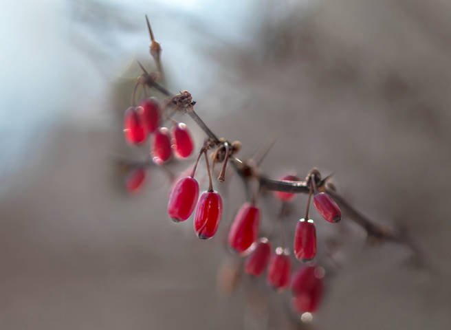 Барбарис. Berberis Thunbergii
