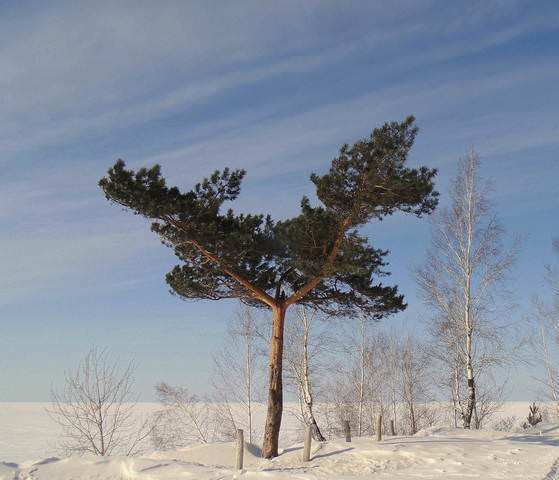 Сосна . Полёт бабочки .