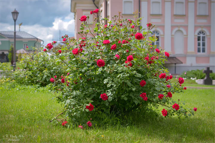 Плетистая роза