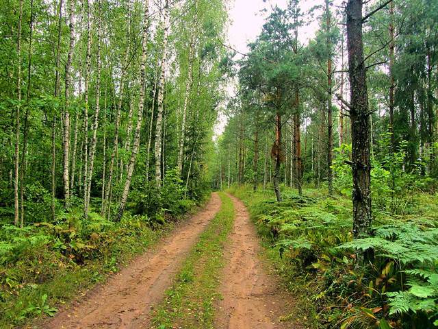 По лесной дороге