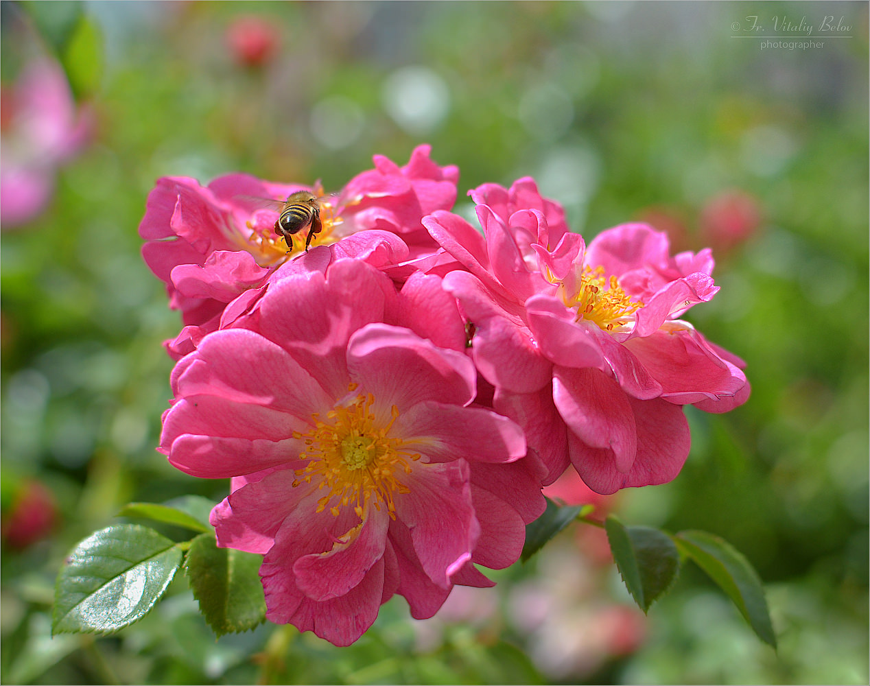 Собирая пыльцу с душистых роз