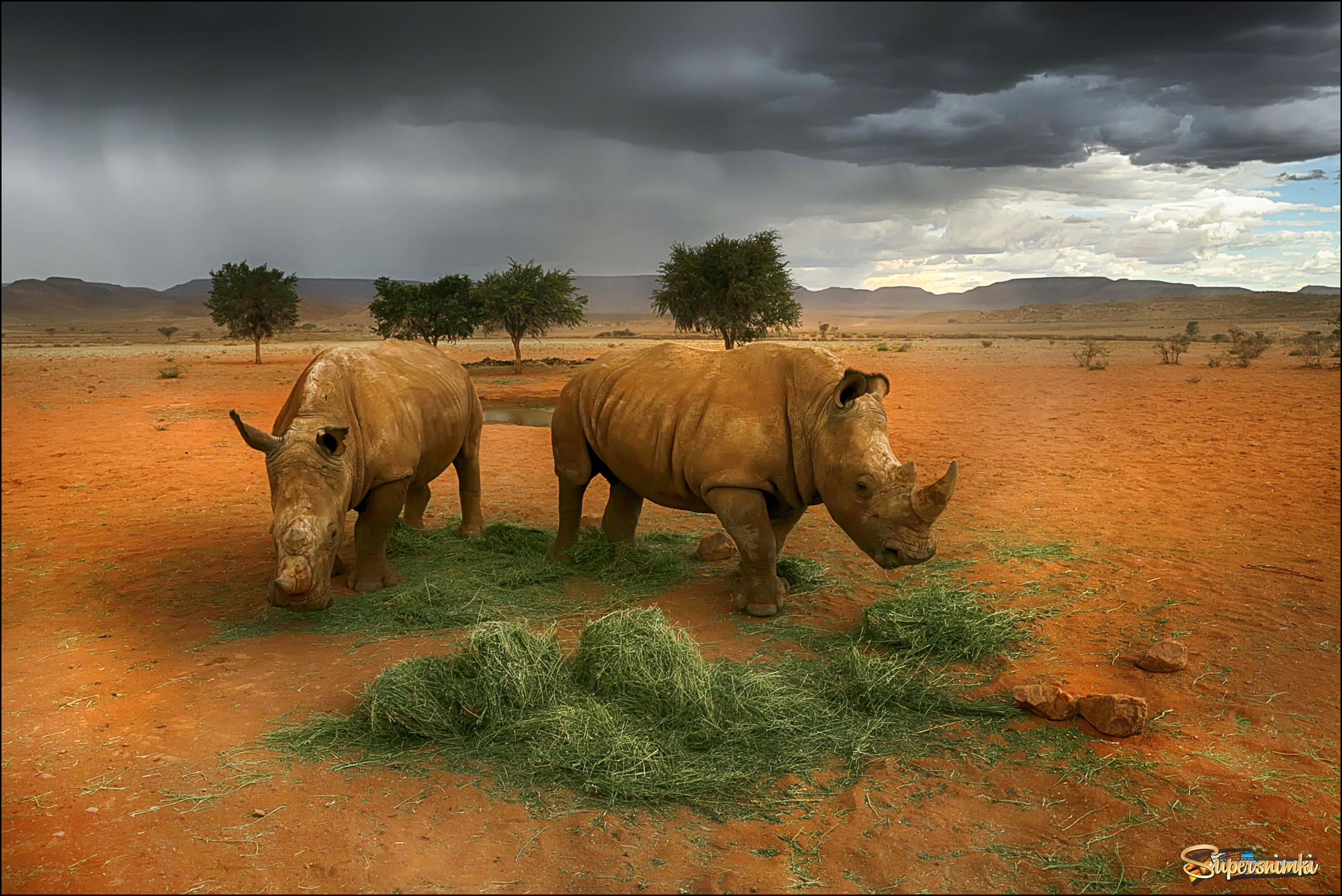Носороги в пустыне Калахари