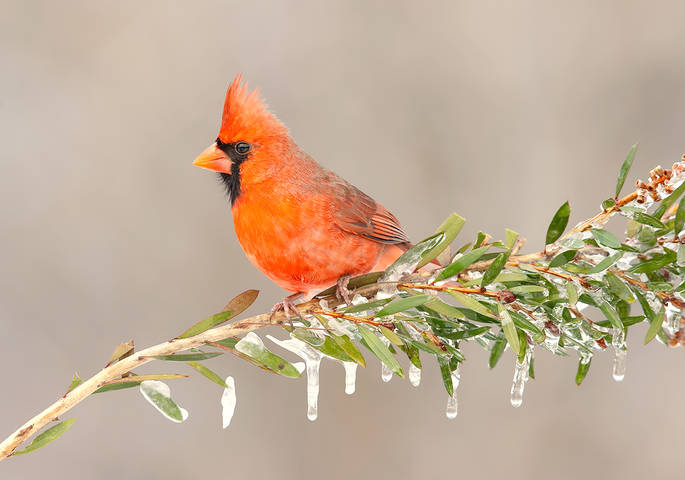 Northern Cardinal male - Красный кардинал самец