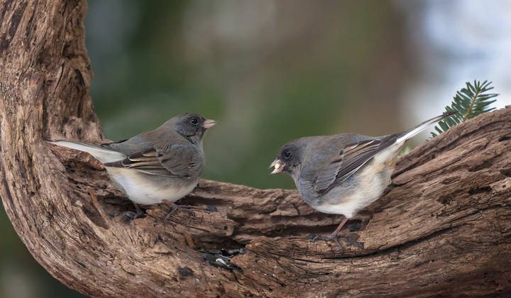 Юнко .Passerellidae.