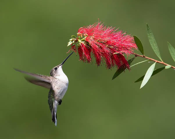 С  Весной!  Колибри -Ruby-throated Hummingbird