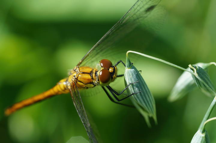 Симпетрум жёлтый (Sympetrum flaveolum)