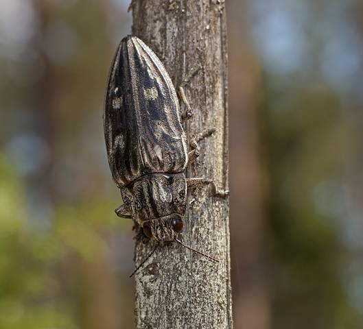 Златка большая сосновая (Chalcophora mariana)