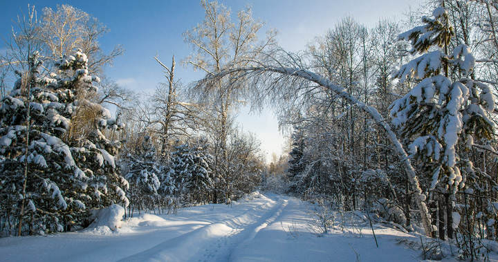 Зимний лес.