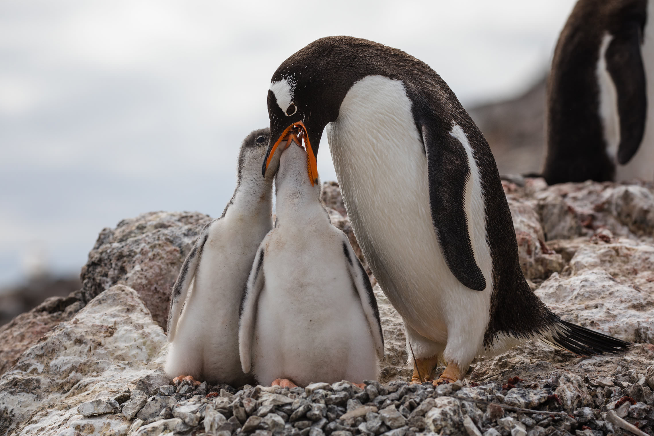 Эти смешные пингвины 
