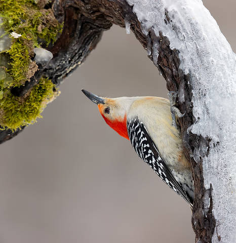 Red-bellied Woodpecker male - Cамец. Каролинский меланерпес