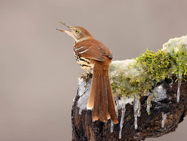 Brown Thrasher - Коричневый пересмешник