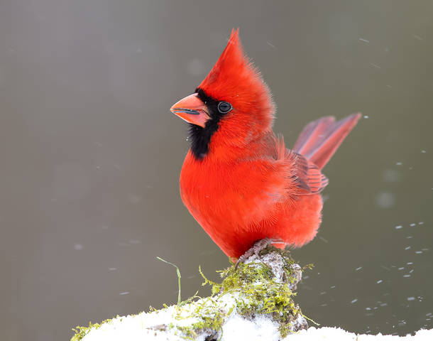 Northern Cardinal male - Красный кардинал самец