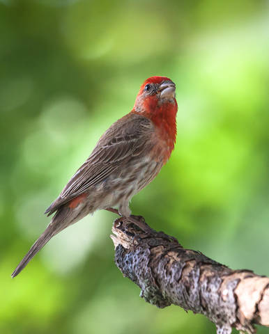 Чечевица (Carpodacus erythrinus)