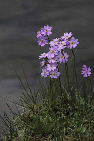 Primula farinosa