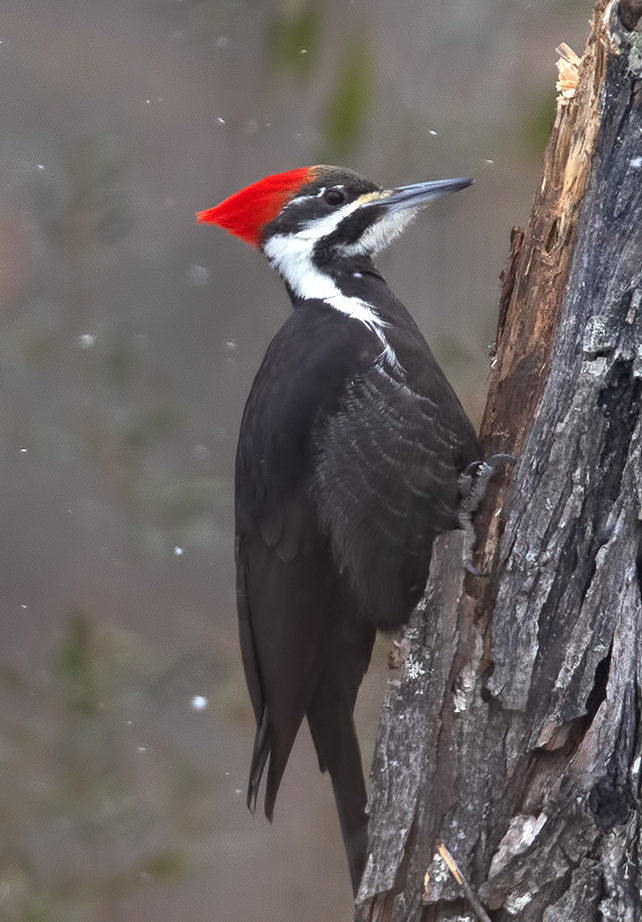 Pileated Woodpecker - Хохлатая желна