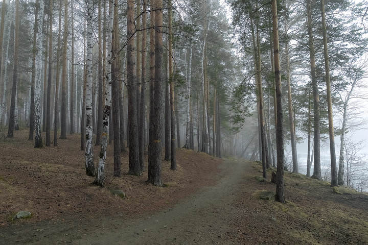 -В погоне за весенним туманом...