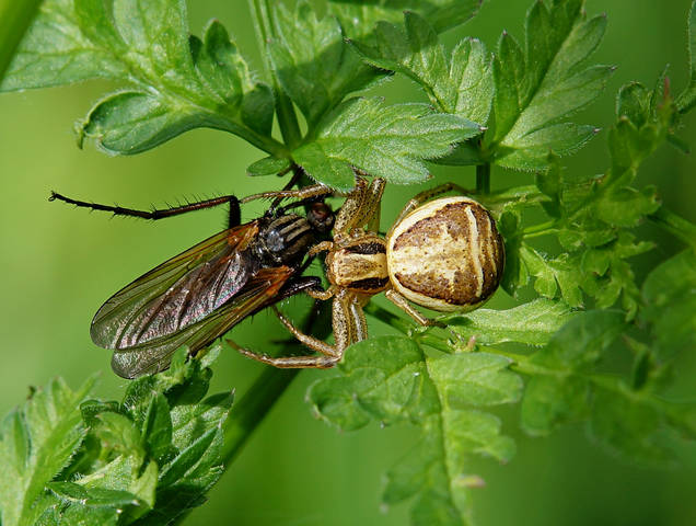 Паук ксистикус вязовый  Xysticus ulmi .